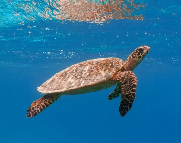 1444x920_hawksbill-sea-turtle-in-the-blue-ocean-underwater