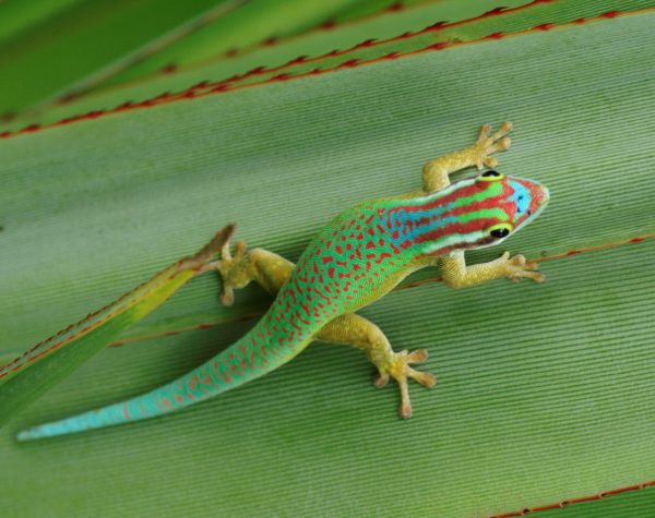 Gecko-vert-de-Manapany