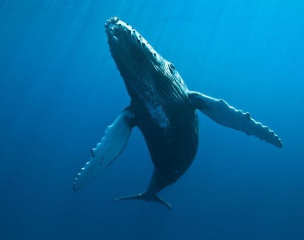 cetaces03_baleines_-_credit_irt_-_eric_lamblin_dts_05_2015-640x640