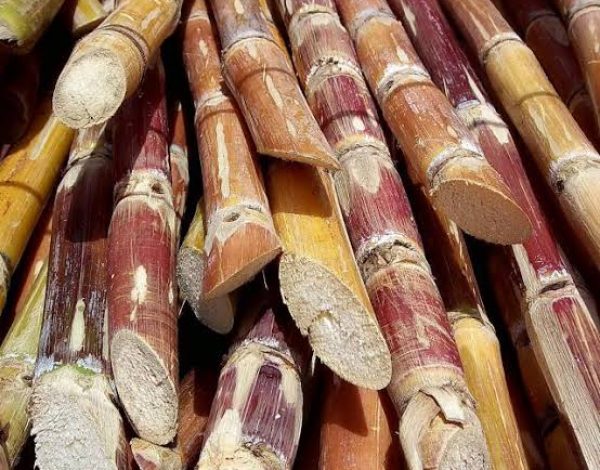 cut_sugarcane-1920x960