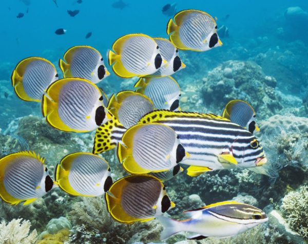 Eyepatch Butterflyfish (Chaetodon adiergastos) over coral reef. Bali, Indonesia